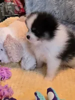 Mimi, a female Pomeranian for sale in Menifee, CA – 3 of 5