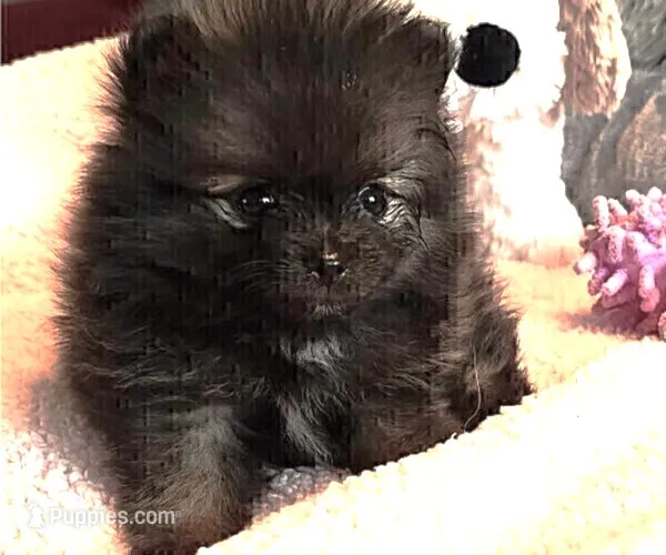 Mimi – Pomeranian puppy for sale in Menifee, CA
