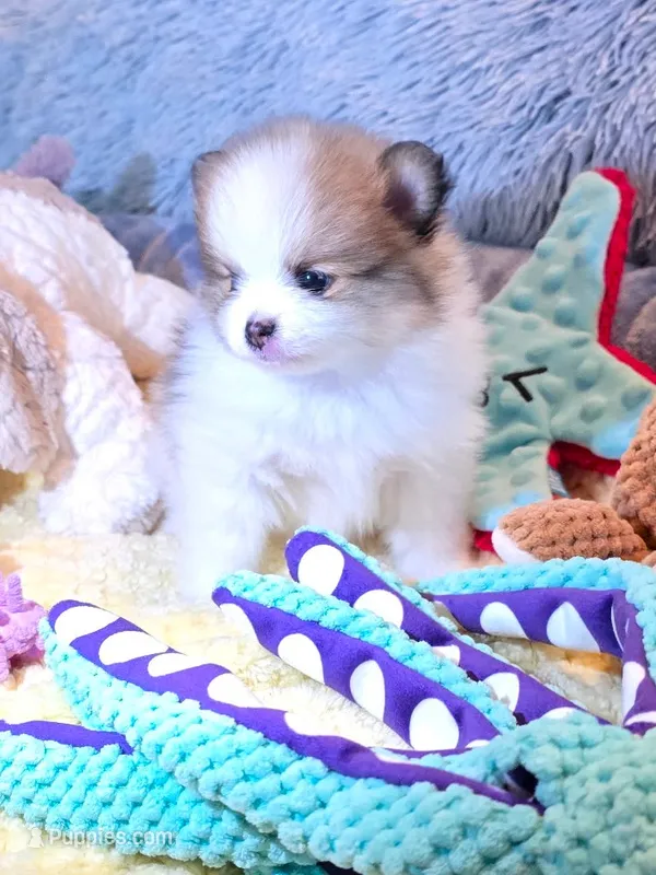 Chloe – Pomeranian puppy for sale in Menifee, CA