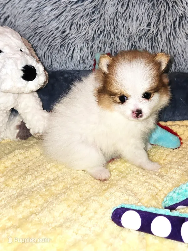 Angel – Pomeranian puppy for sale in Menifee, CA