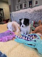 Mimi, a female Pomeranian for sale in Menifee, CA – 2 of 5