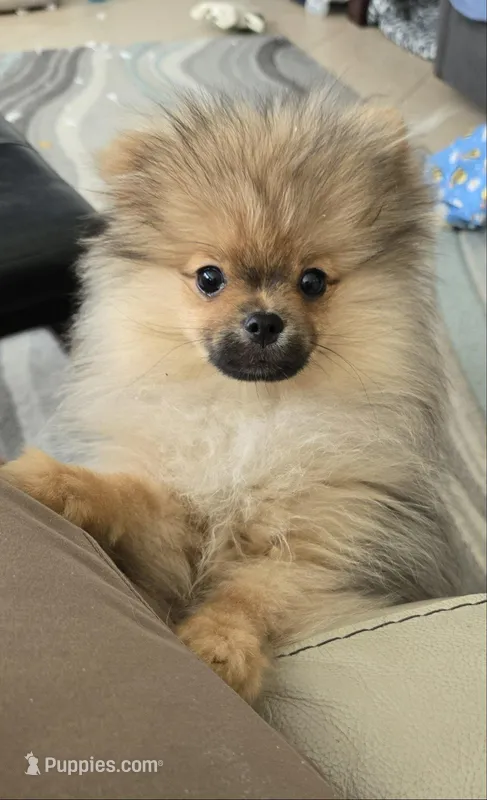 Teddy – Pomeranian puppy for sale in Menifee, CA