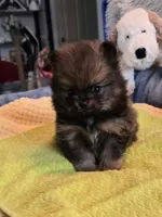 Kiko, a male Pomeranian for sale in Menifee, CA – 6 of 9