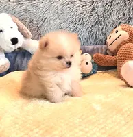 Cooper - Micro Tiny, a male Pomeranian for sale in Menifee, CA – 1 of 9