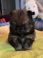 Kiko, a male Pomeranian for sale in Menifee, CA – 7 of 9