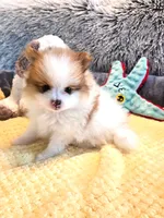 Angel, a female Pomeranian for sale in Menifee, CA – 4 of 6