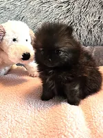 Gigi, a female Pomeranian for sale in Menifee, CA – 7 of 8
