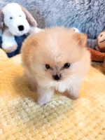 Cooper - Micro Tiny, a male Pomeranian for sale in Menifee, CA – 5 of 9