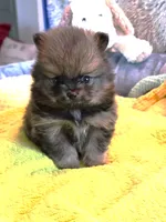 Kiko, a male Pomeranian for sale in Menifee, CA – 3 of 9