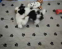 Mimi, a female Pomeranian for sale in Menifee, CA – 4 of 5