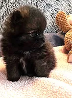 Gigi, a female Pomeranian for sale in Menifee, CA – 2 of 8