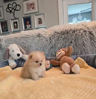 Cooper - Micro Tiny, a male Pomeranian for sale in Menifee, CA – 7 of 9