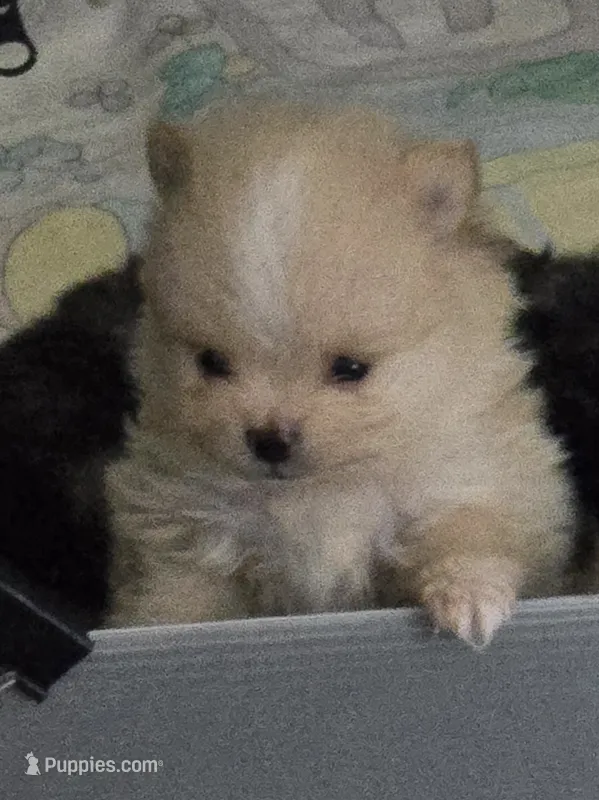 Cooper – Pomeranian puppy for sale in Menifee, CA