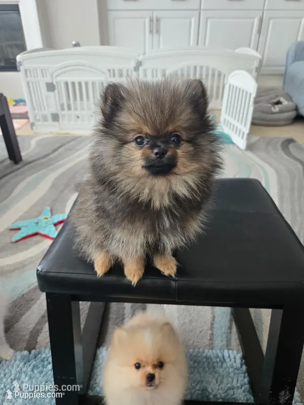 Buster - Just reduced! – Pomeranian puppy for sale in Menifee, CA