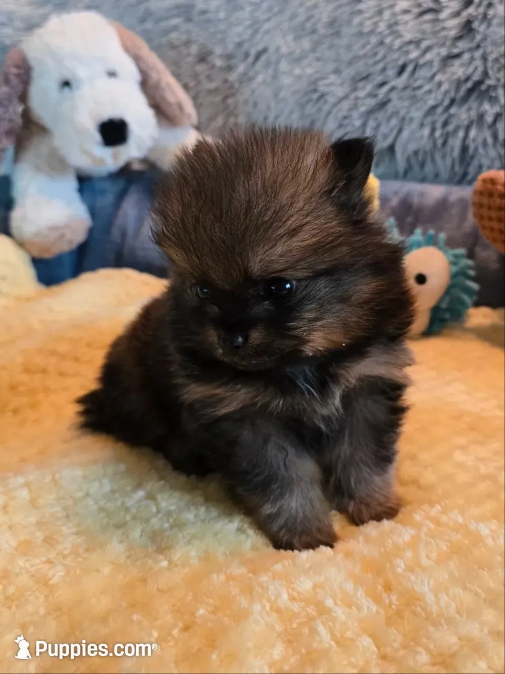 Buster - Just reduced!, a male Pomeranian for sale in Menifee, CA – 1 of 8