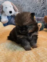 Kiko, a male Pomeranian for sale in Menifee, CA – 5 of 9