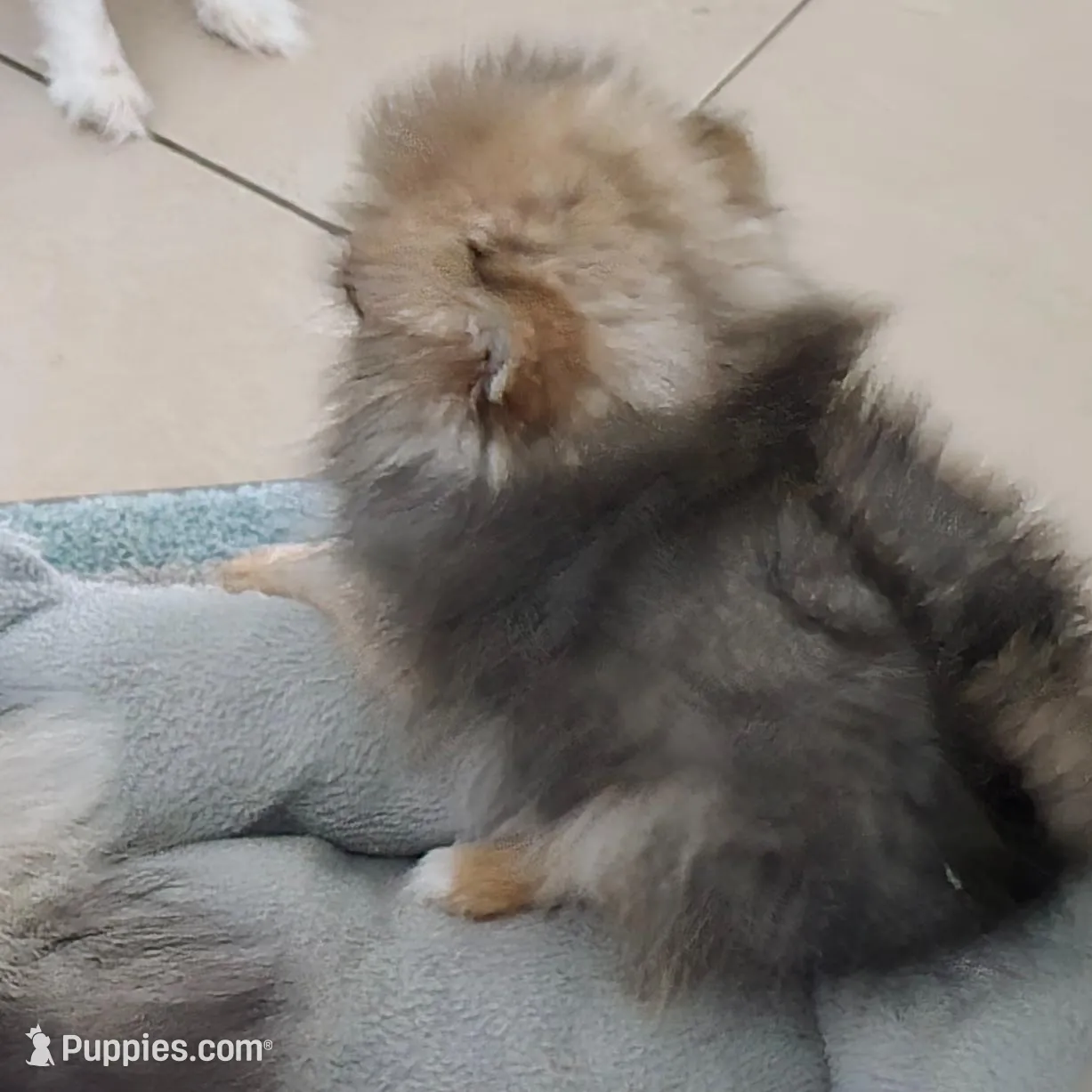 Sophie, a female Pomeranian for sale in Menifee, CA – Photo 5 of 6