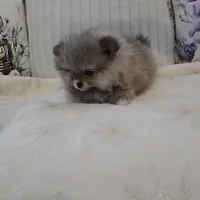 Sophie, a female Pomeranian for sale in Menifee, CA – Photo 4 of 6