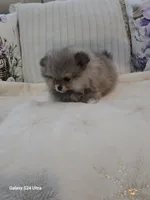 Sophie, a female Pomeranian for sale in Menifee, CA – Photo 3 of 4