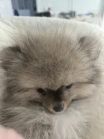 Sophie, a female Pomeranian for sale in Menifee, CA – Photo 2 of 4