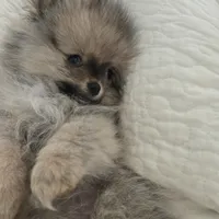 Sophie, a female Pomeranian for sale in Menifee, CA – Photo 3 of 6