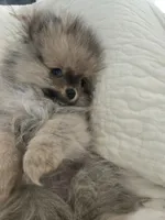 Sophie, a female Pomeranian for sale in Menifee, CA – Photo 4 of 4