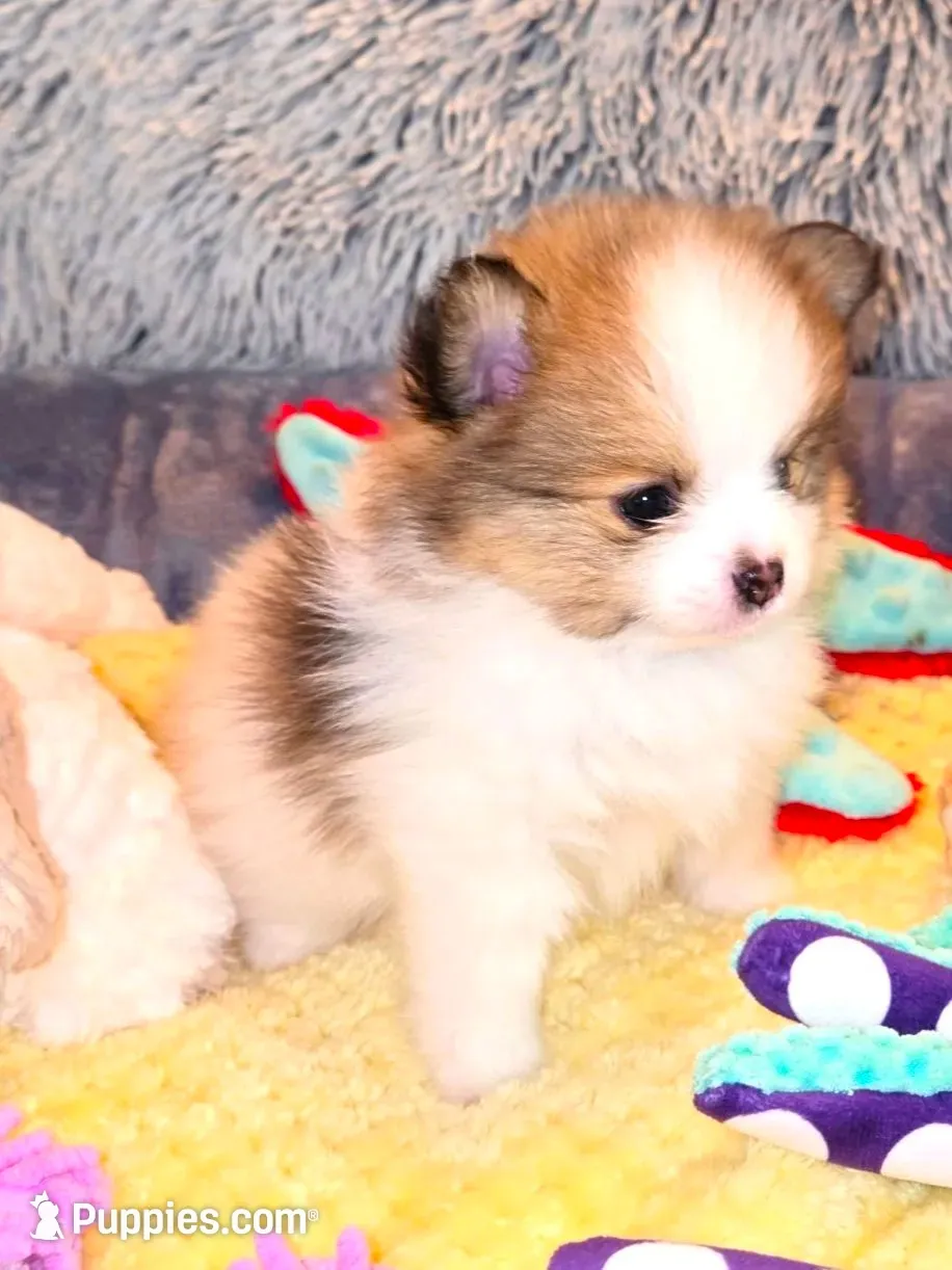 Chloe - Just reduced, a female Pomeranian for sale in Menifee, CA – 4 of 5