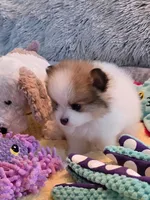 Chloe, a female Pomeranian for sale in Menifee, CA – 5 of 5