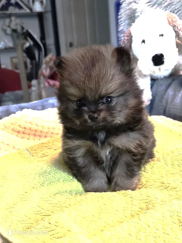 Buster – Pomeranian puppy for sale in Menifee, CA