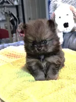 Buster - Just reduced!, a male Pomeranian for sale in Menifee, CA – 1 of 7
