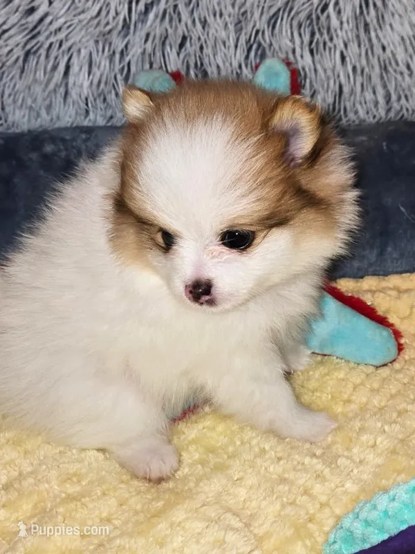 Angel – Pomeranian puppy for sale in Menifee, CA
