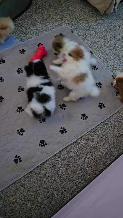 Angel, a female Pomeranian for sale in Menifee, CA – 5 of 6