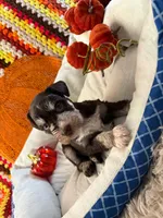 Armani, a female Miniature Schnauzer for sale in Pulaski, TN – 3 of 6