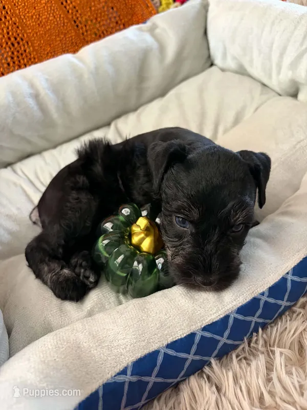 Luna – Miniature Schnauzer puppy for sale in Pulaski, TN