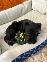 Luna, a female Miniature Schnauzer for sale in Pulaski, TN – 1 of 5