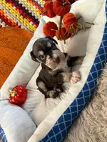 Armani, a female Miniature Schnauzer for sale in Pulaski, TN – 5 of 6