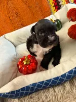 Otto, a male Miniature Schnauzer for sale in Pulaski, TN – 5 of 5