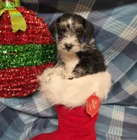 Blue boy, a male Miniature Schnauzer for sale in Pulaski, TN – Photo 2 of 10