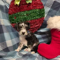 Blue boy, a male Miniature Schnauzer for sale in Pulaski, TN – Photo 5 of 10