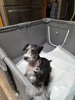 Blue boy, a male Miniature Schnauzer for sale in Pulaski, TN – Photo 6 of 10