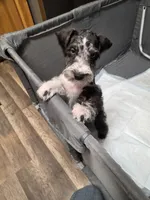 Blue boy, a male Miniature Schnauzer for sale in Pulaski, TN – Photo 9 of 10