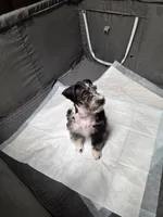 Blue boy, a male Miniature Schnauzer for sale in Pulaski, TN – Photo 10 of 10