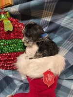 Blue boy, a male Miniature Schnauzer for sale in Pulaski, TN – Photo 4 of 10