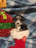 Blue boy, a male Miniature Schnauzer for sale in Pulaski, TN – Photo 1 of 10