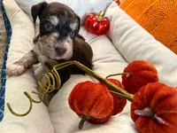 Armani, a female Miniature Schnauzer for sale in Pulaski, TN – 2 of 6