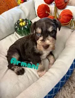 Armani, a female Miniature Schnauzer for sale in Pulaski, TN – 4 of 6