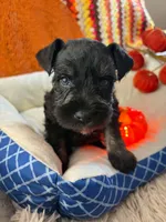 Luca, a male Miniature Schnauzer for sale in Pulaski, TN – 2 of 6