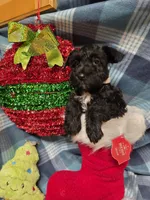 Sass, a female Miniature Schnauzer for sale in Pulaski, TN – Photo 2 of 8