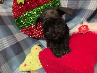 Sass, a female Miniature Schnauzer for sale in Pulaski, TN – Photo 3 of 8