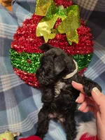 Sass, a female Miniature Schnauzer for sale in Pulaski, TN – Photo 6 of 8